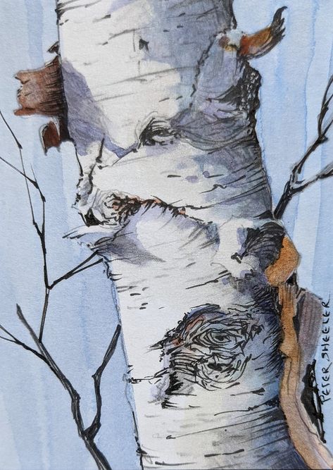 Peel | miniature birch tree painting done on location | Peter Sheeler | Flickr Painting Of Birch Trees, Silver Birch Watercolour, Birch Tree Painting Watercolor, How To Paint Birch Trees Step By Step, Birch Tree Paintings, Birch Tree Painting Acrylic, Birch Tree Drawing, Birch Tree Watercolor, Birch Trees Art