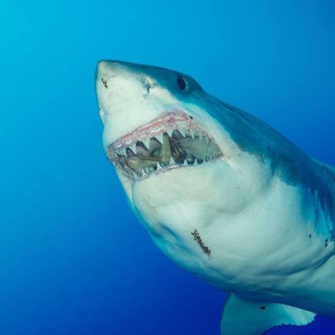 Great White Shark Pictures, Wildlife Quilts, Shark Pictures, Natural Picture, Wallpaper Gallery, White Sharks, Great White Shark, Great White, Wildlife Nature