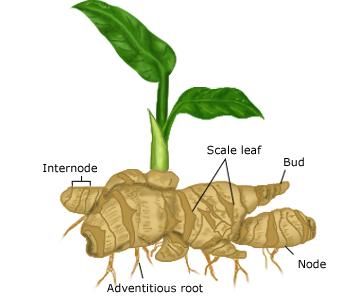 Gardenerd: Organic Edible Gardening | Gingerly We Grow Grow Turmeric, Spring Blooming Flowers, Ginger Rhizome, Edible Gardening, Growing Ginger, Ginger Plant, Culinary Herbs, Plant Science, Organic Turmeric