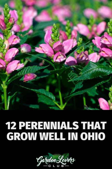 Depending on where you live in Ohio, you may be in growing zones 5 or 6. Using native perennials helps to ensure that you run into fewer problems with insects and diseases. There are fantastic native perennials that thrive in Ohio, but you consider the amount of water, light, and soil type that these plants need so that you pick the right plants for your specific location. Ohio Planting Guide, Ohio Perrenial Flowers, Flowers Native To Ohio, Ohio Native Flower Garden, Northeast Ohio Gardening, Ohio Flower Beds, Native Ohio Flowers, Ohio Native Flowers, Ohio Flower Garden