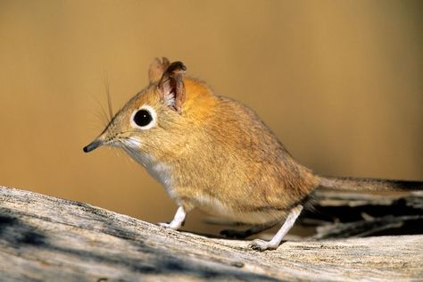 Elephant Shrew, Spider Species, Leopard Tortoise, Small Mammals, Earthworms, Cutest Animals, Rare Animals, African Wildlife, Primates