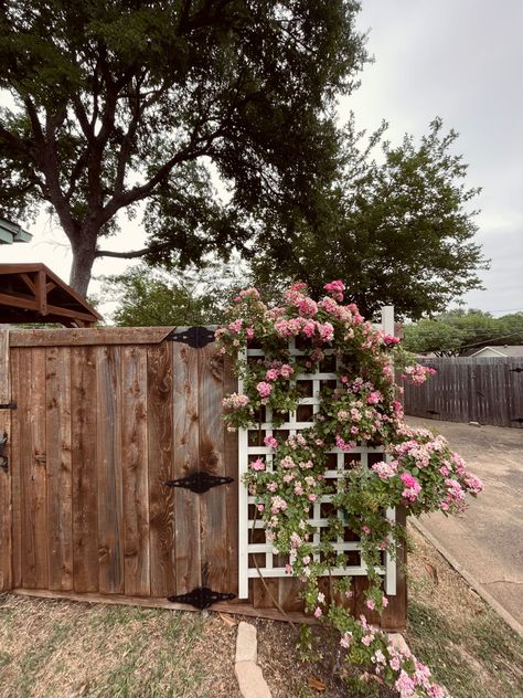 Roses springtime summer garden goals white lattice backyard inspo inspiration vintage Moody dreamy fairy modern fence front yard landscape backdrop Climbing Rose Fence, Rose Fence, Lattice Ideas, Porch Lattice, Climbing Roses Trellis, Rose Climbing, Rose Hedge, Fairy Garden Fence, Climbing Trellis