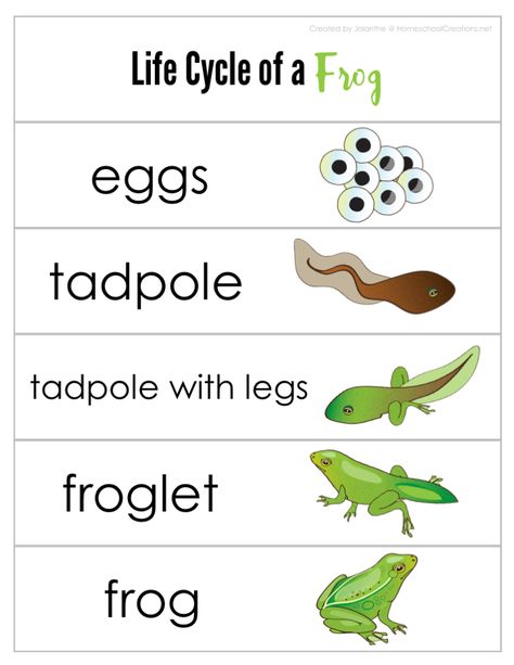 Frog Life Cycle Printables Life Cycle Of A Frog Printable, Frog Eggs Life Cycles, Life Circle Of Frog, Free Frog Life Cycle Printable, The Life Cycle Of A Frog, Life Cycle Of A Frog Craft, Animal Life Cycle Projects, Butterfly Life Cycle Printable, Frog Worksheet