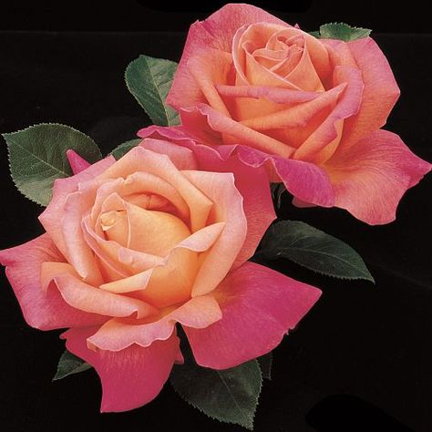 Rose Fertilizer, Peace Rose, Hybrid Tea Rose, Grow Gorgeous, David Austin Roses, Rose Fragrance, Hybrid Tea Roses, Planting Roses, Rose Bush