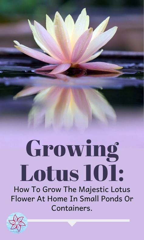 Lotus House Plant, Lotus Bowl Garden, Diy Lotus Pond, Bonsai Lotus Flower, Bowl Lotus Plant, Lotus Flower Plant Indoor, Lotus Garden Ideas, Growing Lotus From Seed, How To Grow Lotus Seeds