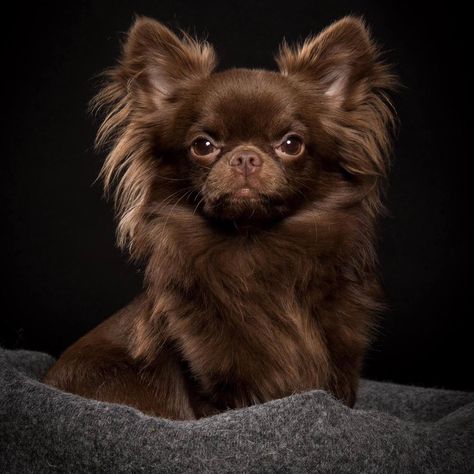 Chihuahua ~	BEAUTIFUL Puppy Dog Dogs Puppies Longhair Chihuahua Puppies, Brown Long Hair Chihuahua, Chocolate Chihuahua, Longhair Chihuahua, Longhaired Chihuahua, Long Haired Chihuahua Puppies, Chihuahuas Dogs, Psy Chihuahua, Long Hair Chihuahua