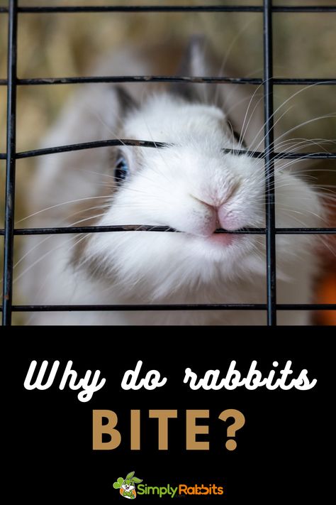 Bunny Bites, Pet Rabbit Care, Rabbit Breeds, Rabbit Care, Pet Rabbit, Rabbits