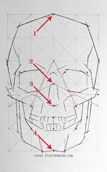 Cool Skull Drawings Sketches, Skull Study Drawing, Skull Anatomy Drawing Study, Human Skull Drawing, Skull Drawing Sketches, Draw A Skull, Skull Study, Real Human Skull, Cool Skull Drawings