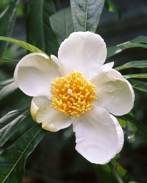 Franklinia alatamaha, extinct in nature, can still be found in arboretums and botanical gardens. Credit...Nature’s Images, via Science Source How Many Plants Have We Wiped Out? Here Are 5 Extinction Stories - The New York Times Extinct Plants, Banana Seeds, Bat Flower, Enchanted Gardens, Endangered Plants, Ladybug Garden, Conservation Biology, Rare Seeds, Hummingbird Garden