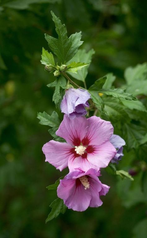 Rose of Sharon Hibiscus Bush, Hibiscus Syriacus, Hardy Hibiscus, Flower Artists, Australian Plants, Rose Of Sharon, Hawaiian Flowers, Acrylic Flowers, Hibiscus Flower