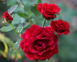 Don Juan Rose, Hybrid Tea Rose, Climbing Rose, Green Acres, Roses Garden, Coming Up Roses, Rose Fragrance, Love Roses, Hybrid Tea Roses