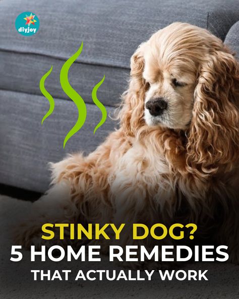 Is your dog smelly? Here are 5 home remedies for stinky dogs! They are safe and effective in getting rid of dog odor. Dog Smell Out Of Carpet, Dog Odor Spray, Smelly Dog, Stinky Dog, Make Dog Food, Flea Shampoo, Pool Rafts, Diy Plaster, Dog Smells