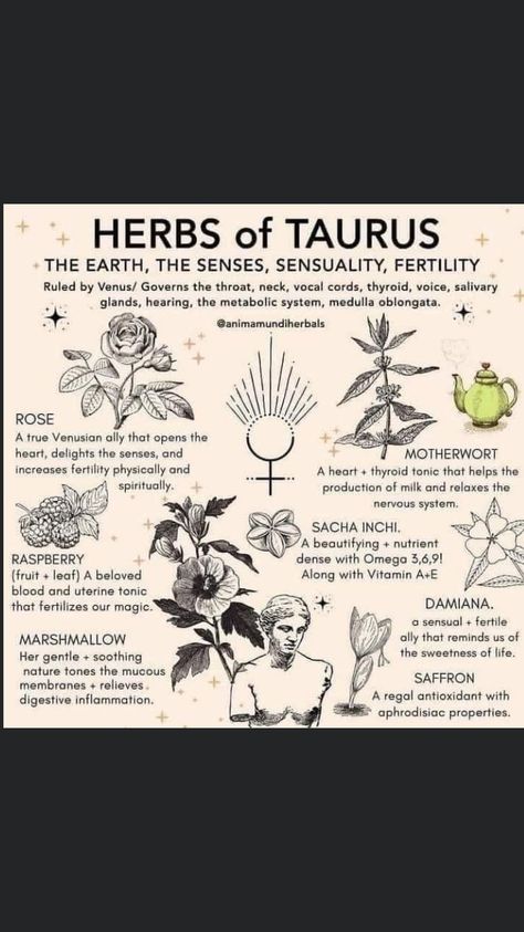 Herbs Of Taurus, Herbs For Taurus, Taurus Herbs, Magickal Herbs, Witch Herbs, Medical Herbs, Green Witchcraft, Magic Herbs, Wiccan Spell Book