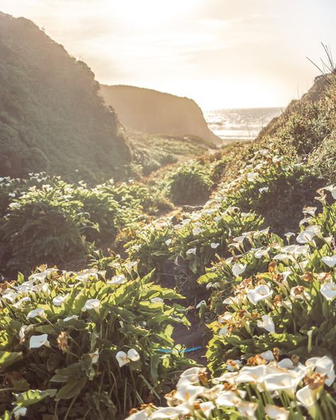 Calla Lily Valley, Big Sur Aesthetic, Big Sur Hiking, Big Sur Road Trip, Lily Valley, California Coast Road Trip, California Wildflowers, Travel Aesthetics, Boho Travel