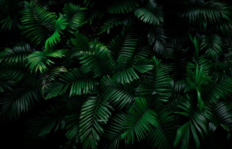 Fern leaves on dark background in jungle... | Premium Photo #Freepik #photo #background Dark Jungle Aesthetic, Green Royalty Aesthetic, Photo Edit Background, Natural Branding Design, Jungle Aesthetic Dark, Dark Desktop Backgrounds, Aesthetic Jungle, Aesthetic Dark Green, 2022 Background