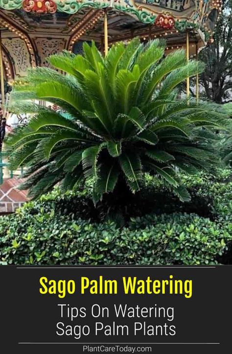 Sago palm watering poses a problem. Sagos are more like succulent plants. This causes one of the most common mistakes in caring for the plant - its water needs. [DETAILS] Sago Palm Landscaping Ideas Front Yards, Sago Palm Landscaping, Sago Palm Care, Sago Palm Tree, Florida Gardens, Mary's Garden, Plants Unique, Plants Grown In Water, Mailbox Landscaping