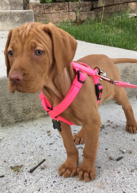 This is Penny our 9 week old Vizsla puppy. https://ift.tt/2HTIWq3 cute puppies cats animals Vizsla Funny, Pre Vizsla, Viszlas Puppy, Hungarian Vizsla Puppy, Vizsla Dog, Puppy Biting, Vizsla Puppy, Dog Behavior Problems, Puppies Cute