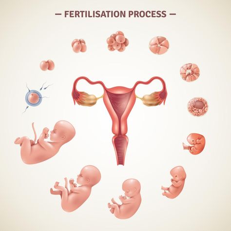 Baby Development In Womb, Process Poster, Fertilization Process, Baby In Womb, Baby Weeks, Egg Donor, Fetal Development, Baby Stage, Medical Anatomy