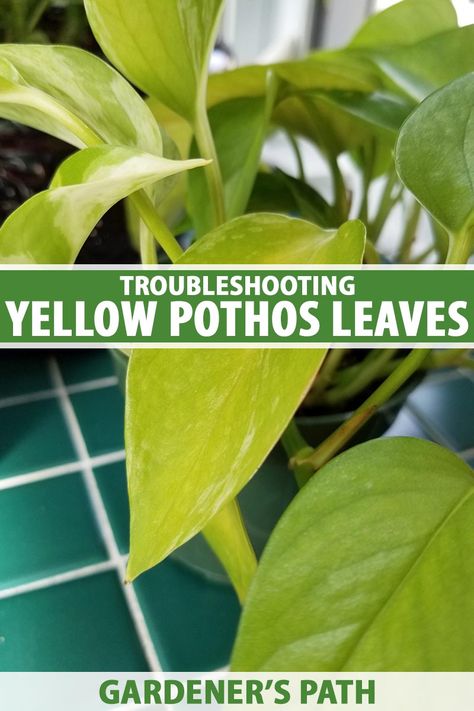 Why Do Pothos Leaves Turn Yellow? | Gardener’s Path Pothos Leaves Turning Yellow, Pathos Plant, Mom Support Group, Pothos Plant Care, Plant Leaves Turning Yellow, Root Rot, Mom Support, Pothos Plant, Yellow Leaves