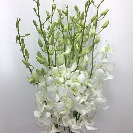 Dendrobium Orchid White Extra 50cm | Wholesale Dutch Flowers & Florist Supplies UK Dendrobium Orchid, White Dendrobium Orchids, Flower Identification, Floral Design Classes, List Of Flowers, Flower Bucket, Dendrobium Orchids, Florist Supplies, Flower Guide