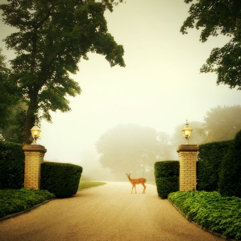 Southhampton, NY. Fabulous privet hedges for privacy! Female Deer, Fairytale Aesthetic, A Deer, Raised Beds, Magical Places, Outdoor Design, Country Life, Beautiful World, Secret Garden