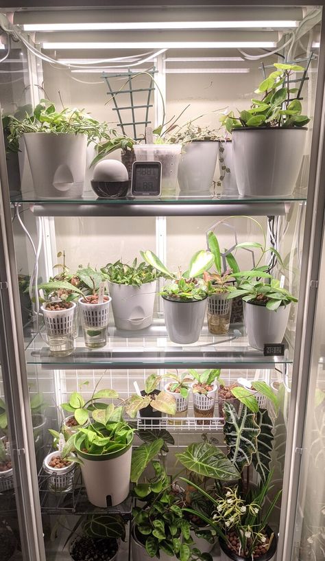 IKEA Greenhouse Cabinet Lighting Options - Monios vs Barrina T5 vs T8 — LECA Addict Detolf Greenhouse, Plant Cabinet Display, Grow Box Indoor, Milsbo Ikea, Gardening Notebook, Ikea Greenhouse Cabinet, Plant Cabinet, Plant Decoration Ideas, Vivarium Plants