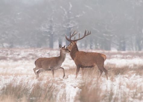 Deer Couple, Go Gently, Something Wicked, American Gothic, Most Beautiful Animals, Call Of The Wild, Red Deer, Fall Scents, Dog Art