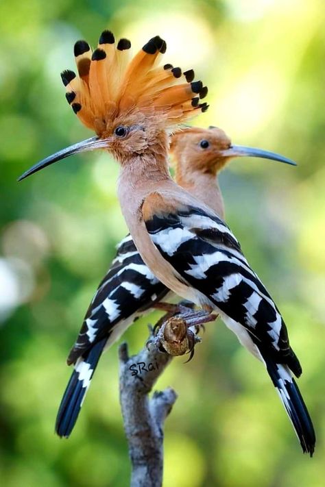 Eurasian Hoopoe, Hoopoe Bird, Weird Birds, Birds Photography Nature, Common Birds, Hawaii Wall Art, Birds Photography, Animal References, Nature Birds