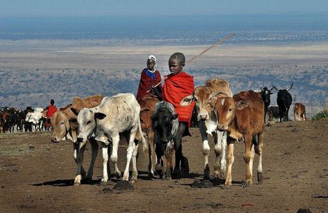 What is a Pastoral Society? Pastoral Society, Society Wallpaper, Tennessee Valley Authority, Great Warriors, African Spirituality, Sea Level Rise, Game Reserve, Maasai, Cultural Experience