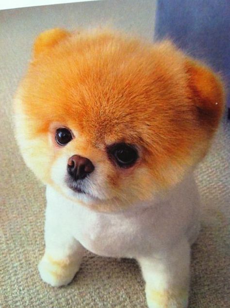 Boo The Cutest Dog, Puppy Dog Pictures, World Cutest Dog, Boo The Dog, Orange Dog, Dog White, Puppy Drawing, Pomeranian Puppy, Happy Puppy