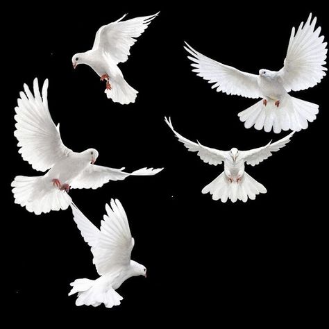 Dove Reference Photo, Dove Drawing Reference, Pegion Bird Flying, Dove Reference, White Birds Flying, Pigeons Birds, Pigeon White, Doves Flying, Dove Wing