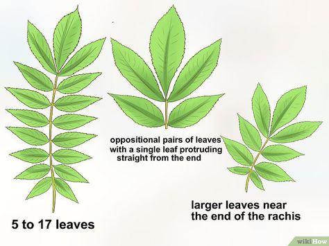 Identify Hickory Trees Hickory Tree, Deck Canopy, Canvas Canopy, Beach Canopy, Nursery Canopy, Canopy Architecture, Tree Identification, Canopy Curtains, Kids Canopy