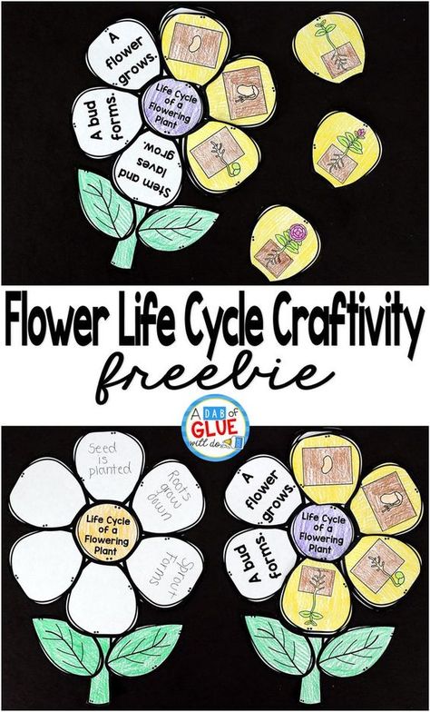 Flowering Plant Life Cycle Craftivity is the perfect addition to your science lesson plans this spring. This free printable is perfect for preschool, kindergarten, first grade, and second grade students. Plants First Grade, Flower Life Cycle Craft, Plant Life Cycle Craft, Plants Life Cycle Activities, Life Cycles Kindergarten, Plant Life Cycle Worksheet, Life Science Classroom, Life Science Projects, Flower Life Cycle