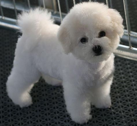 Bichon Dog, Bichon Frise Puppy, Mia Bella, Bichon Frise Dogs, White Dog, Dog Obedience, Dog Training Obedience, Bichon Frise, Small Dog Breeds