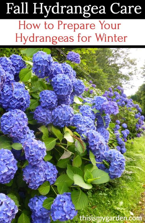 When To Trim Hydrangeas, Trimming Hydrangeas, Hydrangea Plant Care, When To Prune Hydrangeas, Minnesota Garden, Shrubs For Landscaping, Pruning Hydrangeas, Hydrangea Landscaping, Hydrangea Shrub