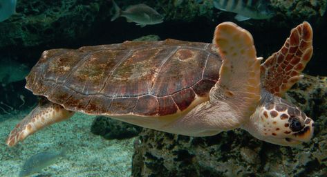 Loggerhead Sea Turtle Sea Turtle Species, Land Turtles, Loggerhead Turtle, Loggerhead Sea Turtle, Best Snorkeling, Sea Otter, Grand Cayman, Reptiles And Amphibians, Sea Turtles