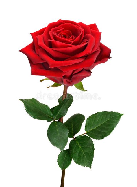 Open red rose on white. Fully blossomed, perfect red rose with stem and leaves on pure white background stock images White Hd Wallpaper, Rose Flower Png, Red Roses Wallpaper, Single Red Rose, Rosé Png, Rose Flower Pictures, Pink Background Images, Realistic Tattoo, Beautiful Flowers Photos