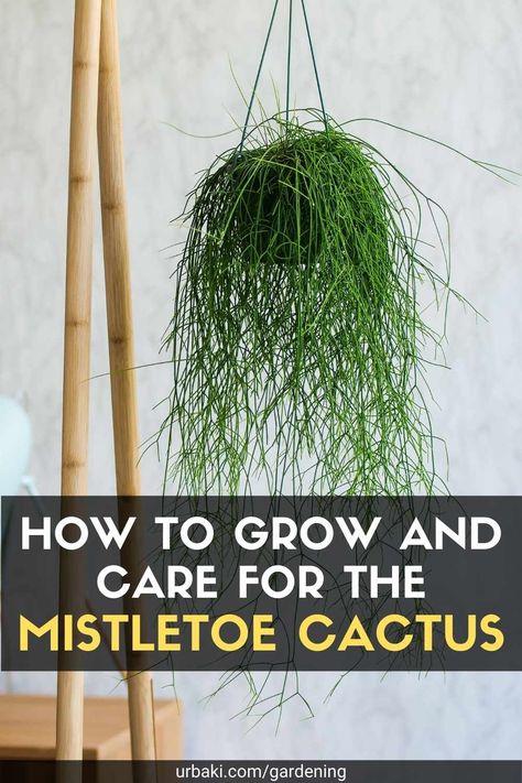 Trailing Mistletoe Cactus, Rhipsalis Plants, Jungle Cactus, Mouse Tail Cactus, Epiphytic Plants, Aerial Plants, Rhipsalis Baccifera, Pretty Orchids, Mistletoe Cactus