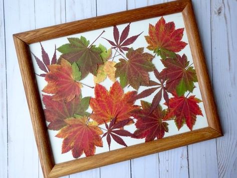 The beautiful colors of fall can be fleeting. But you can preserve them a little longer by pressing autumn leaves, and turning them into artwork. This is a cheap and easy way to decorate your home for fall!Be sure to check out some of my other favorite, inexpensive craft and decor projects over at Single Girl's DIY. How To Display Fall Leaves, Framing Leaves Diy, Dried Fall Leaves Art, Leaf Preservation Art, Fall Modge Podge Crafts, Pressing Fall Leaves, Decorating With Leaves, Pressed Fall Leaves, Fall Leaves Diy Crafts