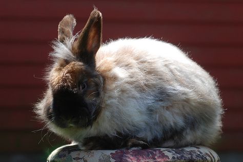 The Satin Angora rabbit has wool that is finer, softer and silkier than other Angora rabbits. They are happy bunnies that are friendly with everyone. Rhinelander Rabbit, English Spot Rabbit, French Angora Rabbit, English Angora Rabbit, Florida White Rabbit, Himalayan Rabbit, Raising Rabbits For Meat, New Zealand Rabbits, English Angora