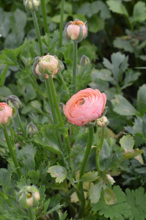 ravishing ranunculus - also known as Persian buttercup Persian Buttercup Tattoo, Buttercup Tattoo, March Flowers, Persian Buttercup, Buttercup Flower, Flowering Trees, Ranunculus, Secret Garden, Flower Tattoo