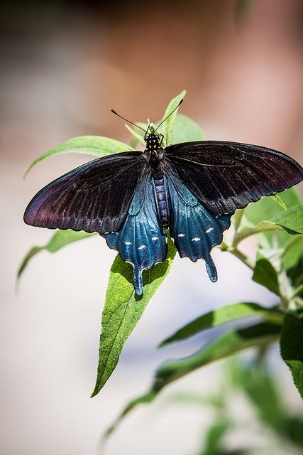 Butterfly Boxes, Pipevine Swallowtail, Photo Papillon, Tiny Creatures, Moth Caterpillar, Swallowtail Butterfly, Butterflies And Flowers, Butterflies Flying, Beautiful Bugs