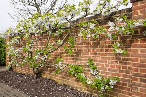 Fan Trained Sweet Cherry - Prunus avium 'Sunburst' Cherry Fruit Tree, Growing Cherry Trees, Heritage Garden, Prunus Avium, Art Deco Garden, Container Herb Garden, Garden Goals, Plant Garden, Veg Garden