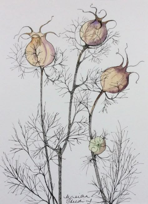 Nigella Seed Pods, Seed Heads Art, Seed Heads Drawing, Nigella Flower Drawing, Pen And Ink Flowers Drawings, Cute Flower Drawing, Seed Heads, Textile Art Embroidery, Flower Art Drawing