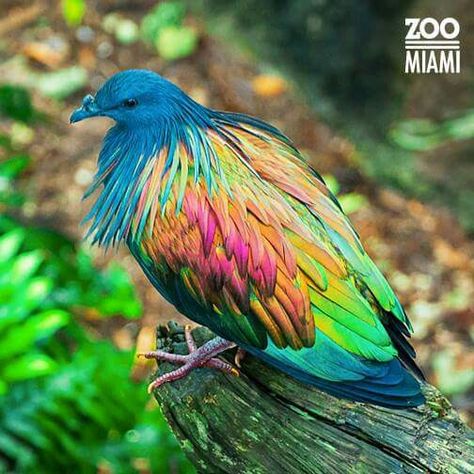 Nicobar pigeon Nicobar Pigeon, Wild Birds Photography, Pigeon Breeds, Beautiful Bird, Colorful Bird, Rare Breed, All Birds, Bird Pictures, Pretty Birds