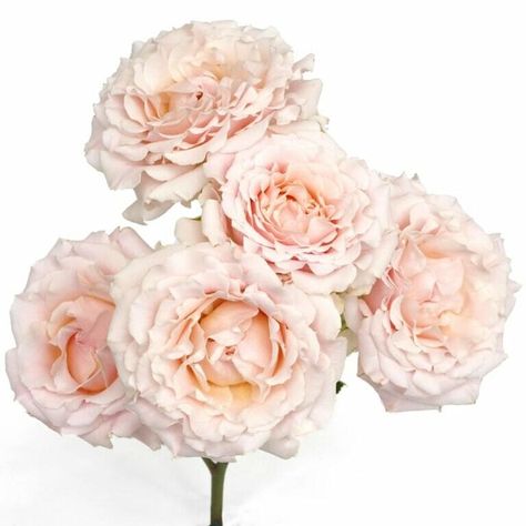 This ruffled pale pink spray rose, Wedding Rosever, has an antique elegance that will make you swoon! A great choice for romantic, vintage bridal bouquets with its blush pink and white ruffled rosettes. Wedding Rosever with its subtle hues and delicate vintage appearance works well when used as a single stem within a large bouquet or centerpiece. Pale Pink Spray Roses, Event Flower Arrangements, Vintage Bridal Bouquet, Soft Pink Wedding, Wedding Roses, Large Bouquet, Rose Varieties, Pink Carnations, Growing Roses