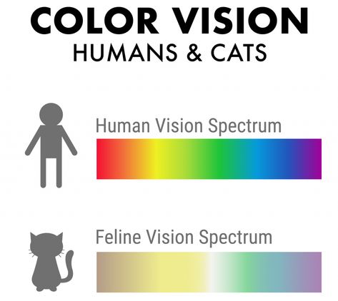 What Colors Do Cats Like or Are They in Fact Color Blind? - Color Meanings Purple Blanket, Calming Cat, Color Vision, Color Blind, Color Meanings, Color Spectrum, Calming Colors, Cat Colors, Perfect Life