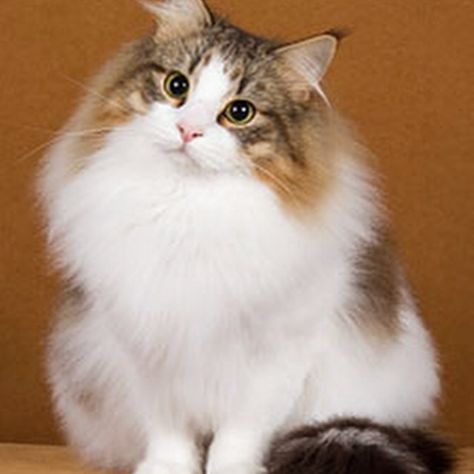 Want a super fluffy kitty to add to your family? Check out our list of domestic long-haired cat breeds, along with everything you need to know! Norwegian Cat, Söt Katt, Siberian Cat, Norwegian Forest, Gorgeous Cats, Forest Cat, Norwegian Forest Cat, Fluffy Cat, Domestic Cat