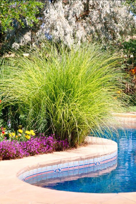 Whether you use them as screens, accents, or focal points, ornamental grasses are an easy way to add graceful texture and year-round color to your landscape. Most of them are very drought- and heat-tolerant, keeping their good looks no matter the weather. #ornamentalgrass #landscaping #landscapingideas #lowmaintenancelandscaping #perennials #bhg Landscaping Around Pool, Pool Plants, Living Pool, Tattoo Plant, Lawn Ornament, Backyard Pool Landscaping, Landscaping Tips, Small Pool, Ornamental Grasses