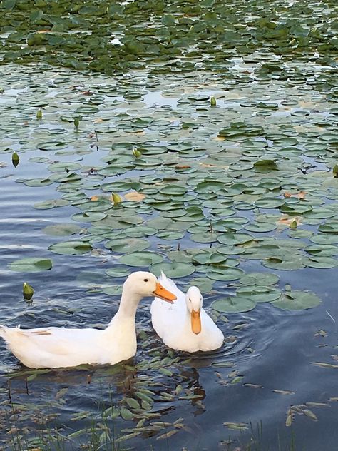 Ducks on my pond. Such a cute addition. Duck In Pond, Ducks In Water, Duck On Water, Modern Teen Bedroom, Ducks In Pond, Ducks In A Pond, Duck In Water, Ducks Swimming, Duck And Ducklings